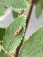 Belonochilus numenius