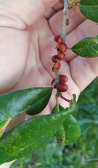 Disholcaspis quercusvirens