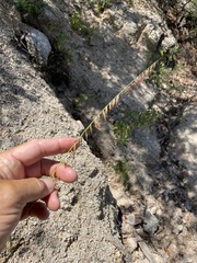 Bouteloua reflexa