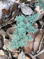 Argyrochosma limitanea