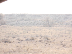 Enneapogon cenchroides