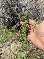 Glycyrrhiza lepidota