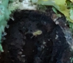 Dicyrtomina