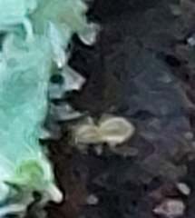 Dicyrtomina