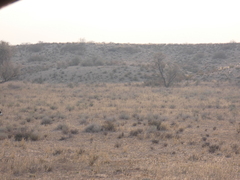 Vachellia haematoxylon