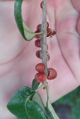 Disholcaspis quercusvirens