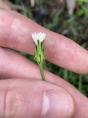 Hypochaeris albiflora