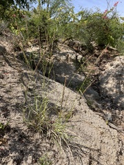 Bouteloua reflexa