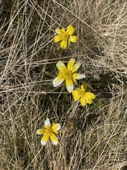 Ranunculus lappaceus