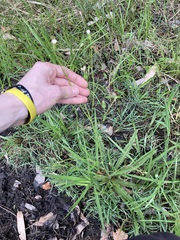 Hypochaeris albiflora