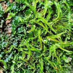 Odontoschisma denudatum