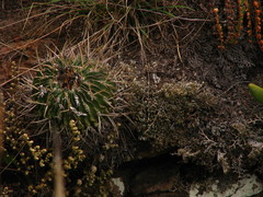 Echinofossulocactus pentacanthus