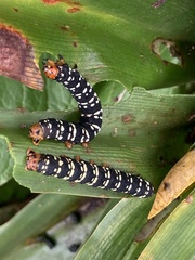 Xanthopastis moctezuma