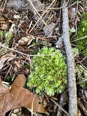Leucobryum glaucum