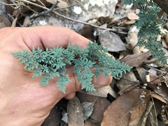 Argyrochosma limitanea