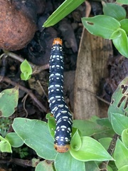Xanthopastis moctezuma