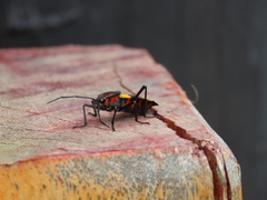 Oncopeltus orourkeae