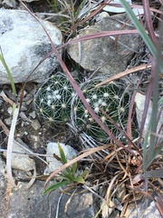 Escobaria missouriensis