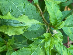 Pokeweed mosaic virus