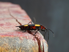 Oncopeltus orourkeae