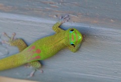 Phelsuma laticauda laticauda