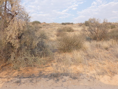 Aristida adscensionis