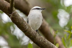 Fluvicola nengeta