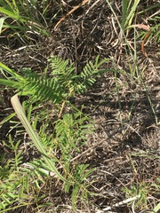Desmanthus illinoensis