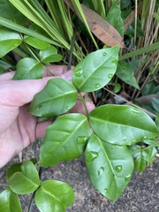 Pandorea jasminoides