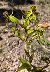 Habenaria jaliscana