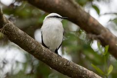 Fluvicola nengeta