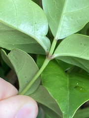 Pandorea jasminoides