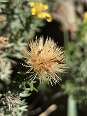 Ericameria laricifolia