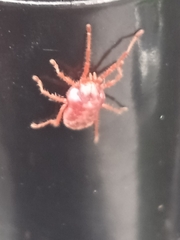 Rainbowia