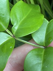 Pandorea jasminoides