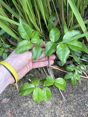 Pandorea jasminoides