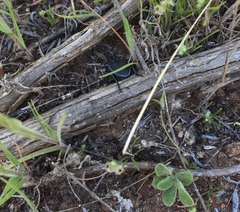 Microschatia inaequalis