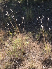 Bothriochloa laguroides