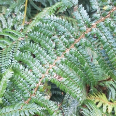 Polystichum vestitum