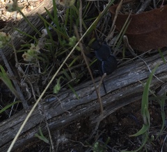 Microschatia inaequalis