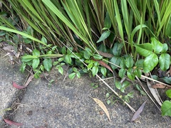 Pandorea jasminoides