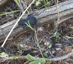 Microschatia inaequalis