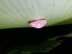 Trosia nigropunctigera