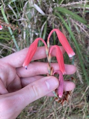 Watsonia aletroides