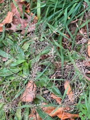 Lepidium densiflorum