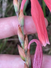 Watsonia aletroides