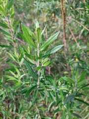 Baccharis dracunculifolia