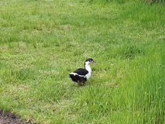 Anas platyrhynchos × Cairina moschata