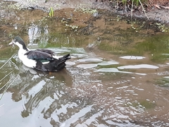 Anas platyrhynchos × Cairina moschata
