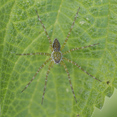 Thaumasia
